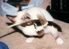 Kody and the feather