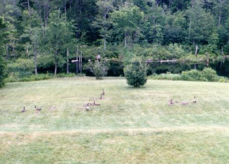 View outside our bedroom window