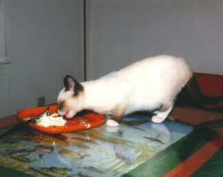 kody2a.jpg: Kody caught in the act