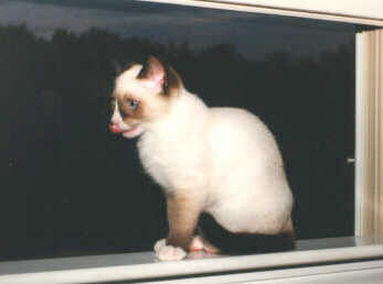 kody3a.jpg: Kody licking her chops