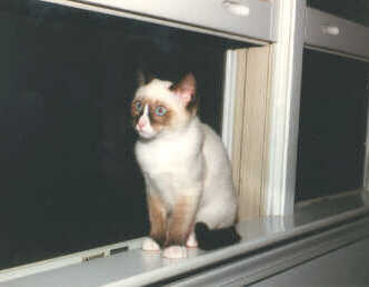 kody4a.jpg: Kody in the window