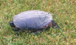 Snapping Turtle