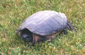 Snapping Turtle